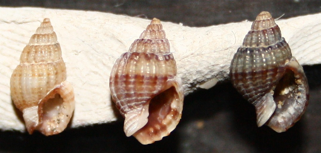 da determinare: tutti della stessa specie?